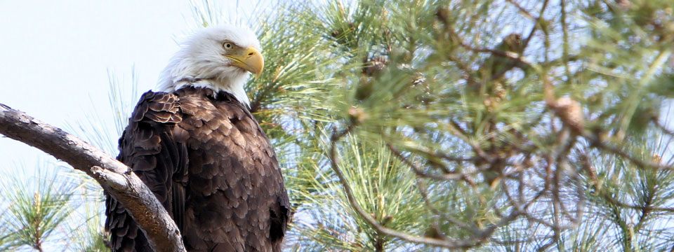 proud eagle